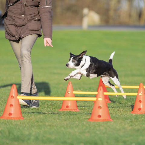 Trixie Agility/Kavaletti Hinder