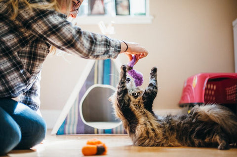 PLAY Feline frenzy - Wiggly wormies