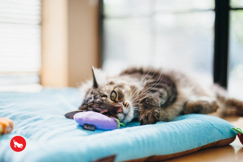 PLAY Feline frenzy - Farm to tabby