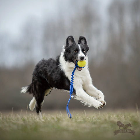 Doggie-Zen Orbee Tuff Kampleke