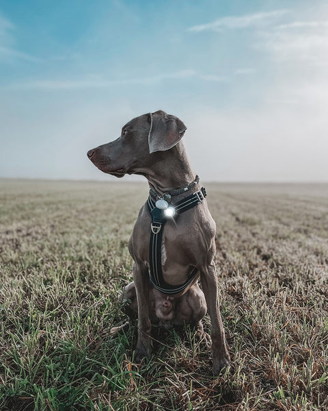 Orbiloc Dog Dual Sikkerhetslys - Hvit