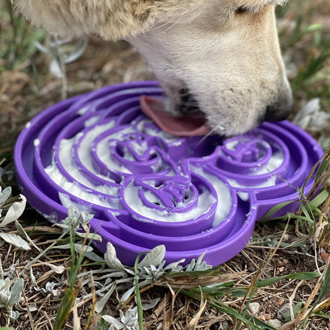 SodaPup Water Frog Enrichment Tray - Lilla