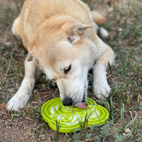 SodaPup Water Frog Enrichment Tray - Lime