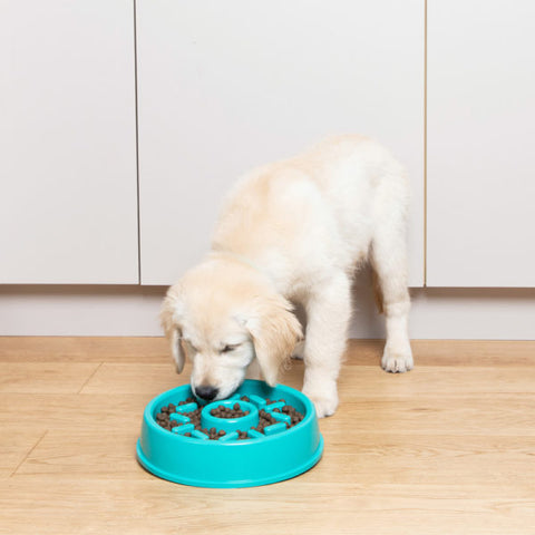 ZippyPaws happy bowl donut slow feeder